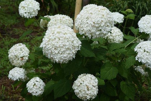 Annabelle hydrangea (Smooth hydrangea) es un arbusto caducifolio de Hydrangeaceae nativo de los Estados Unidos y sus flores blancas son una característica de la temporada de lluvias.. - Foto, imagen