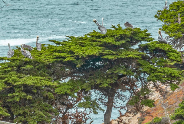 Птахи сидять на вершечках скелястого місця в кипарисових гаях Пойнт - Лобос - Стейт - парку на центральному узбережжі Каліфорнії.. - Фото, зображення