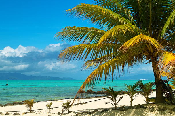 Palm tree on beach - Photo, Image