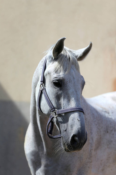 La cara de un caballo gris de raza pura. Retrato de hermosa yegua gris. Un tiro en la cabeza de un solo caballo. Caballo gris cerca retrato sobre fondo gris - Foto, imagen