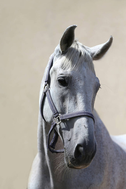 Tvář čistokrevného šedého koně. Portrét krásné šedé klisny. Výstřel do hlavy jednoho koně. Šedý kůň zblízka portrét na šedém pozadí - Fotografie, Obrázek