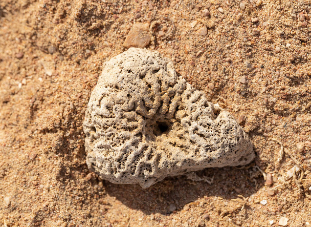 Corales fósiles del Mar Rojo. Criaturas antiguas, convertidas en piedra. - Foto, Imagen