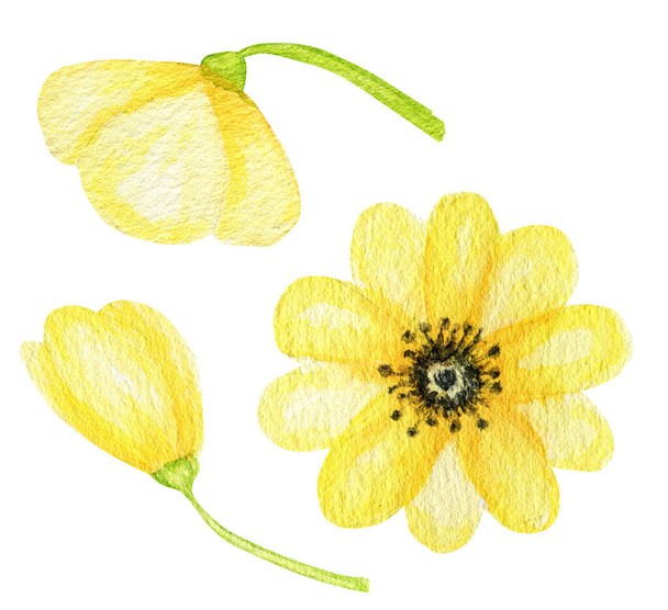 Akvarell Sárga virág készlet, Tavaszi virágos elem kézi festés elszigetelt illusztráció fehér háttér. Készítse el nyári üdvözlőlapját, meghívóját, plakátját, banner dizájnját - Fotó, kép