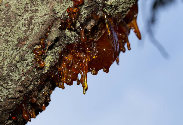 Formazione di resina dal succo di un ciliego.L'albero è stato colpito dai parassiti degli insetti.. - Foto, immagini