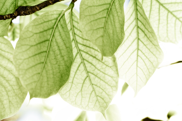 Grean leaves - Foto, imagen