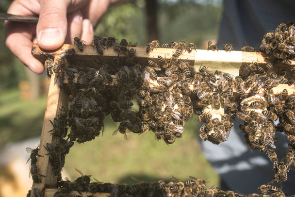 mehiläishoitaja työssä mehiläispesässä, mehiläishoidossa ja hunajan tuotannossa - Valokuva, kuva