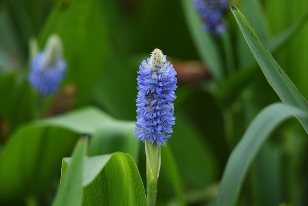 Pickerelweed (Pontederia cordata) is een overblijvende waterplant van Pontederiaceae die van mei tot oktober lichtblauwachtige paarse bloemen met aren bloeit. - Foto, afbeelding