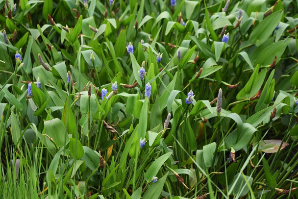 Pickerelweed (Pontederia cordata) es una planta acuática de Pontederiaceae perenne que florece flores púrpuras azuladas pálidas con espigas de mayo a octubre.. - Foto, Imagen