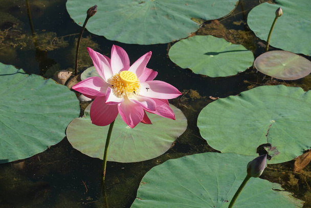 view of pink lotus flower - Фото, зображення