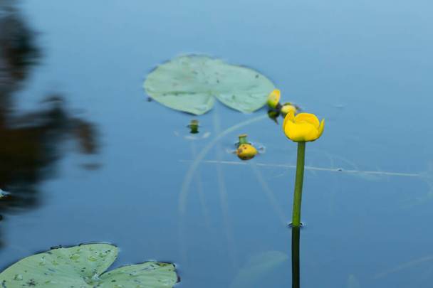 Žlutá leknín, Nuphar lutea v klidné vodě - Fotografie, Obrázek
