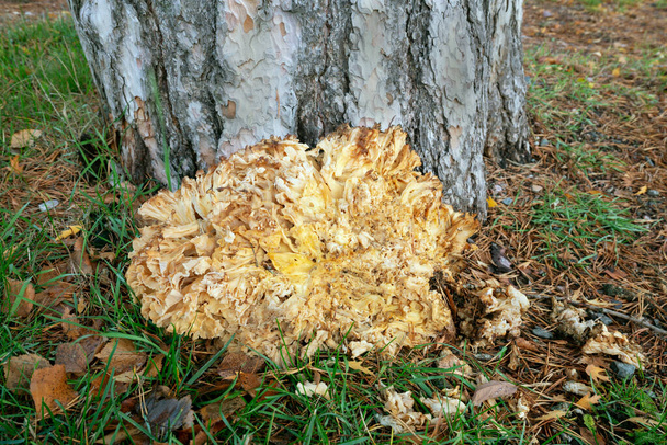 Cauliflower fungus, Sparassis crispa, growing besides pine tree, this mushroom is edible - Photo, Image