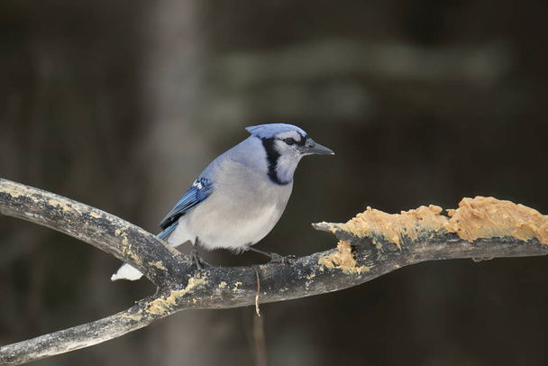 Blue Jay (cyanocitta cristata) eating peanut butter from a tree branch - Photo, Image