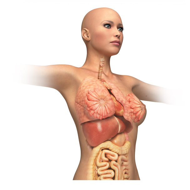 Corpo de mulher tronco, com órgãos interiores sobrepostos
. - Foto, Imagem
