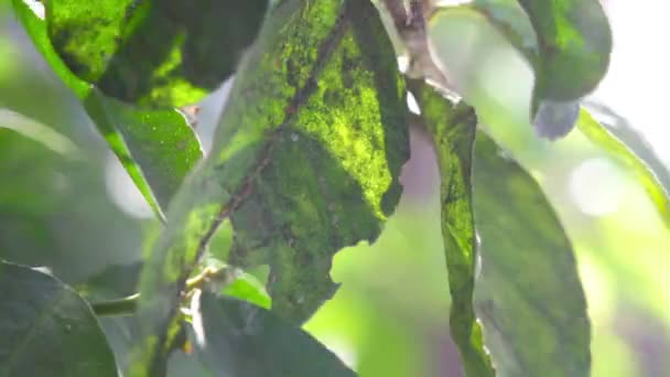 plaga en hojas de arbol - Séquence, vidéo