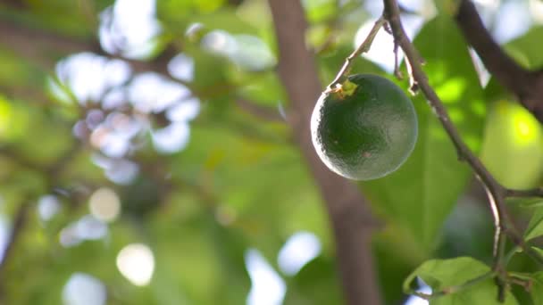 λεμονάδες colgando de arbol  - Πλάνα, βίντεο