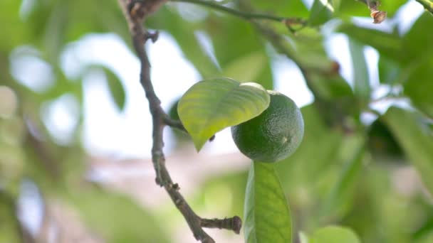 limon colgendede rama de arbol  - Кадры, видео