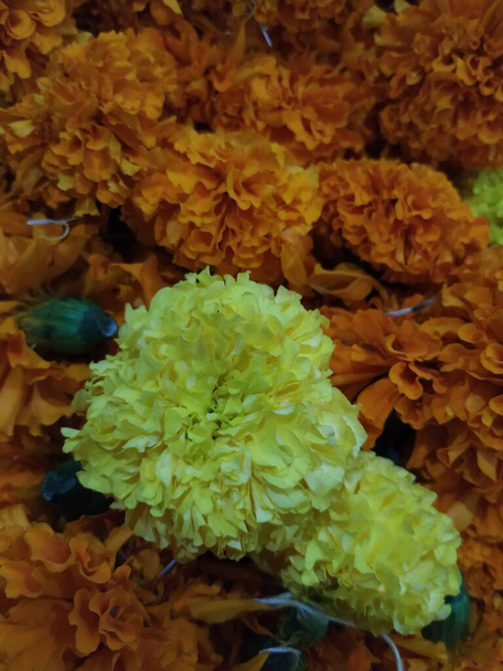 zbliżenie piękny pomarańczowy kolor kwiat nagietka, Tagetes erecta, Meksykański, aztecki lub afrykański marigold w ogrodzie - Zdjęcie, obraz