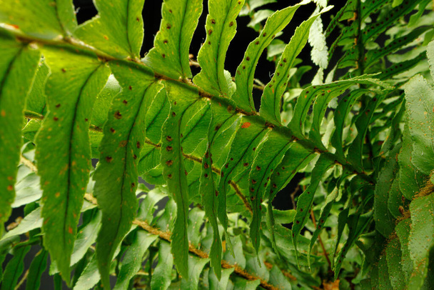 Close up of fern branch on black background - Zdjęcie, obraz