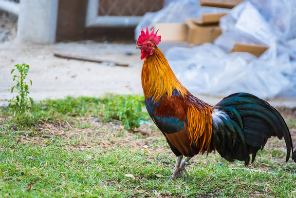 Un gallo en el campo.Hermoso pollo en el jardín natural de Tailandia - Foto, imagen