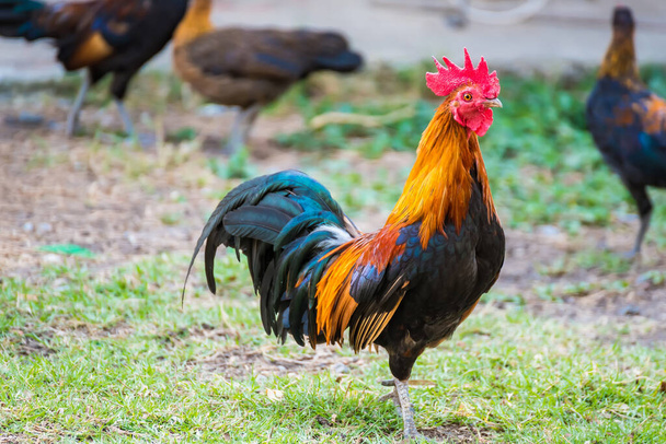 A Rooster on field.Beautiful chicken in the nature garden of Thailand - Photo, Image