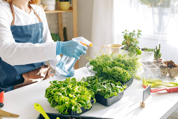 Unrecognizable gardener growing microgreens indoors close up - Fotoğraf, Görsel