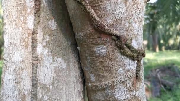 Ninho de térmitas infestando na árvore da casca - Filmagem, Vídeo