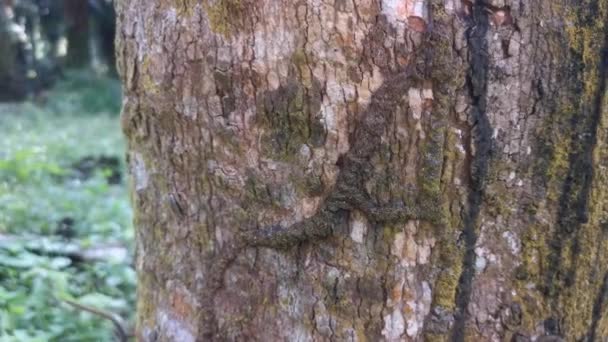 樹皮の木にダニの巣の感染症 - 映像、動画