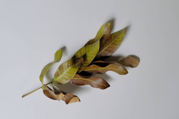 Some leaves that change color from green to brown and begin to dry are isolated on white background - Zdjęcie, obraz