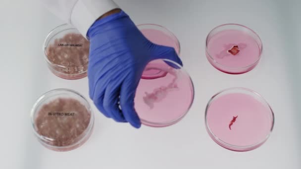 Просмотр видео, где неузнаваемый ученый анализирует образцы мяса, выращенного в пробирке и лаборатории, погруженного в розовое гелевое вещество в пластиковую чашку Петри - Кадры, видео