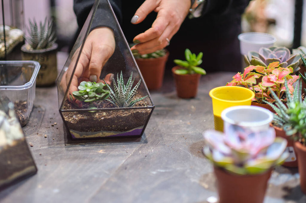 DIYのフラリウム。家庭菜園マスタークラス。ガラスの幾何学的な形の花瓶に多肉植物を植える手の閉鎖 - 写真・画像