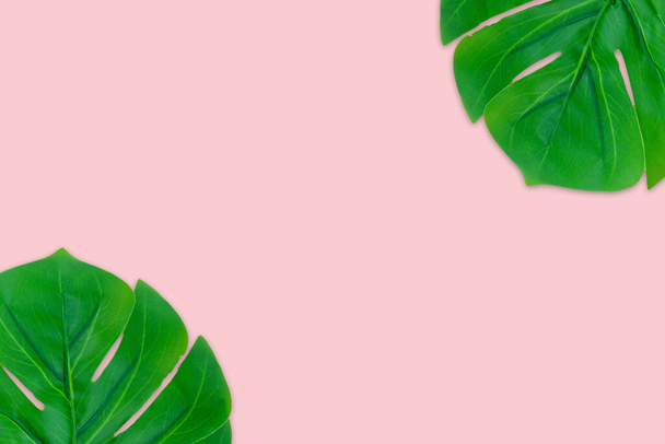 Monstera leaves summer on pink background. Copy space concept and top view - Photo, Image