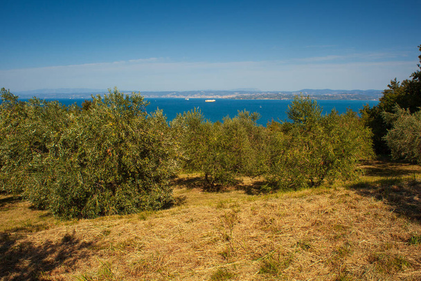 Zicht op olijfgroef aan de Adriatische zee in Strunjan, Slovenië - Foto, afbeelding