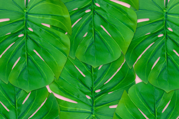 Monstera leaves summer on pink background. Copy space concept and top view - Photo, Image