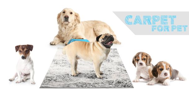 Cute dogs and soft carpet for pets on white background - Photo, Image