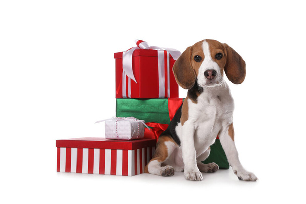 Cute Beagle puppy and Christmas presents on white background. Adorable pet - Foto, afbeelding