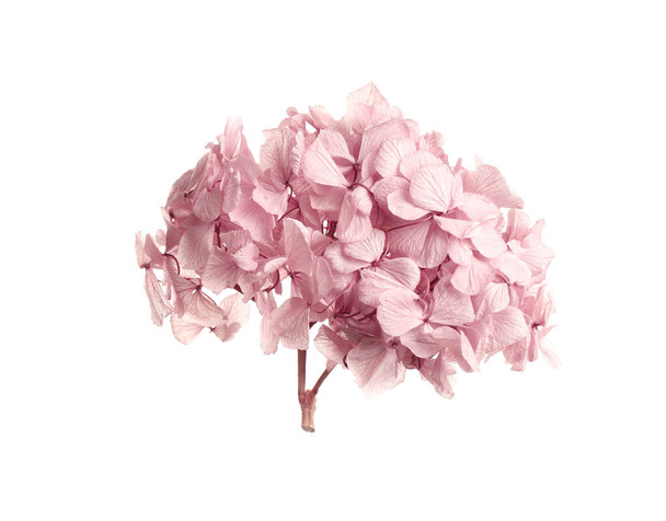 Beautiful pink hortensia flowers on white background - Foto, afbeelding