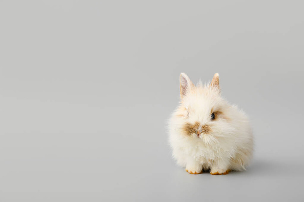Gri arka planda sevimli tüylü tavşan - Fotoğraf, Görsel