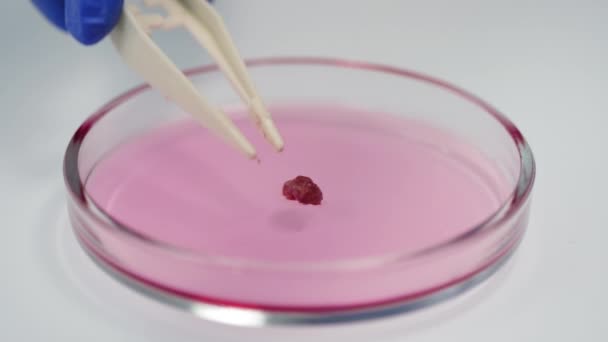 Close-up van een klein stukje vlees van laboratoriumteelt in petrischaaltje met roze gel in het laboratorium - Video