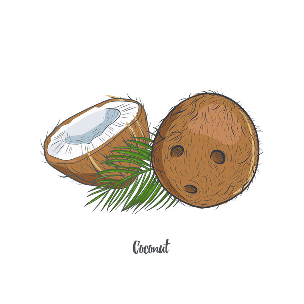Coconut hand drawn sketch isolated on white background. Whole and half of tropical coconut vector illustration. - Vektor, kép