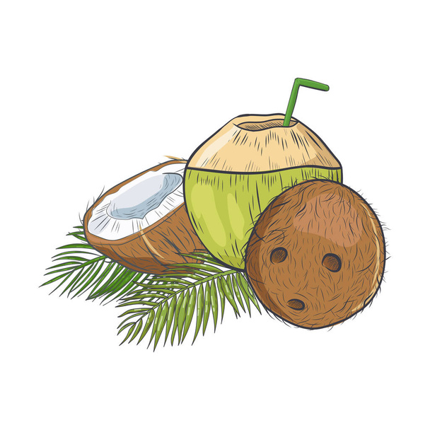 Coconut hand drawn sketch isolated on white background. Whole and half of tropical coconut vector illustration. - Vector, Image