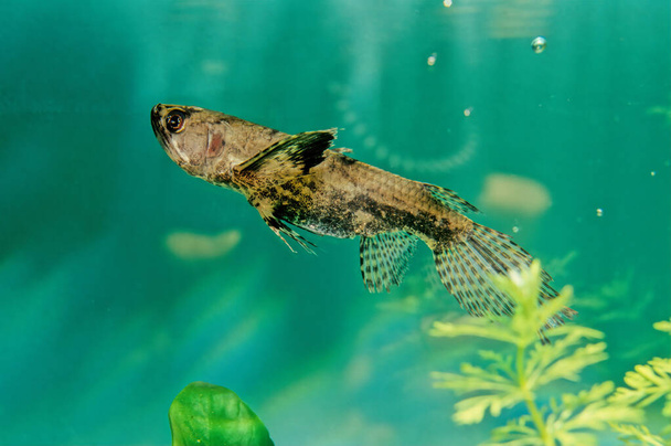 Makea vesi Butterflyfish tai Afrikkalainen butterflyfish, Pantodon buchholzi, on ainoa Pantodontidae-heimon laji Osteoglossiformes-lahkossa. - Valokuva, kuva