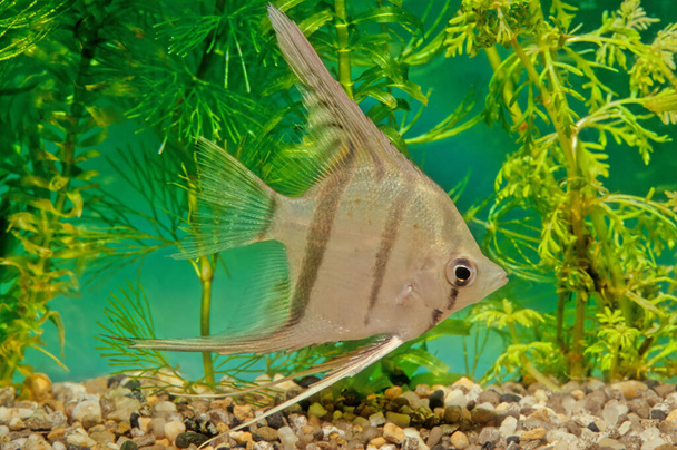 Pterophyllum altum, also referred to as the altum angelfish, deep angelfish, or Orinoco angelfish - Photo, Image