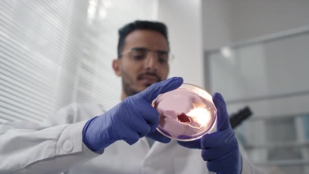 Primer plano de bajo ángulo del científico de microbiología de Oriente Medio observando placa de Petri con muestra de carne artificial sumergida en una sustancia de gel rosa - Imágenes, Vídeo