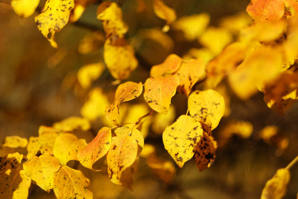 Autumn yellow bright leaves on a tree close-up. Natural background - Foto, Imagen