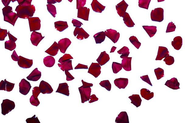 Падаючі червоні пелюстки троянд на білому тлі
. - Фото, зображення
