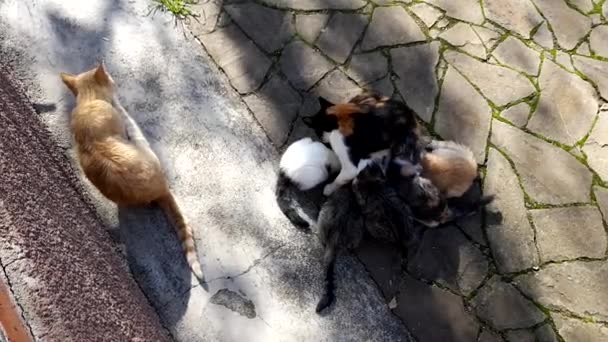 Trojbarevná kočka krmí svých pět koťat mlékem. Táta kočka sedí vedle slunečného dne. - Záběry, video