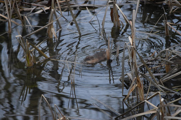 a Muskrat pushes a Piece of Reed aside - Photo, Image
