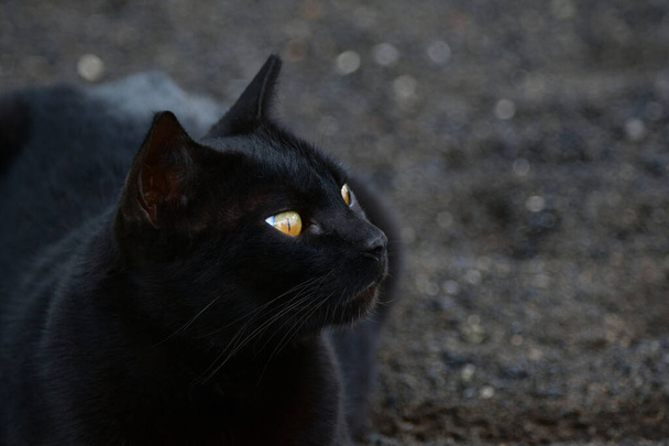 Μια μαύρη γάτα με έντονα κίτρινα μάτια. Lanzarote, Ισπανία. - Φωτογραφία, εικόνα