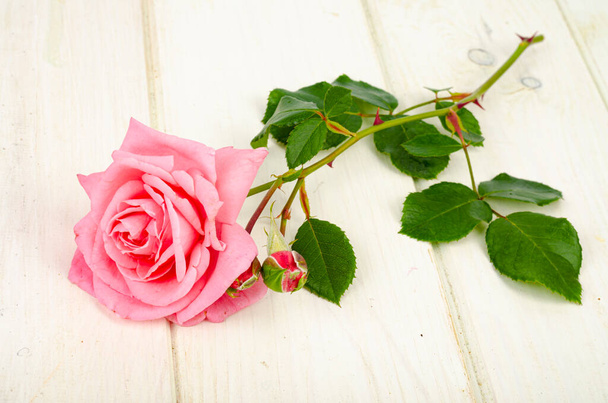 Lovely fresh pink rose on white wooden table. Photo - Photo, Image