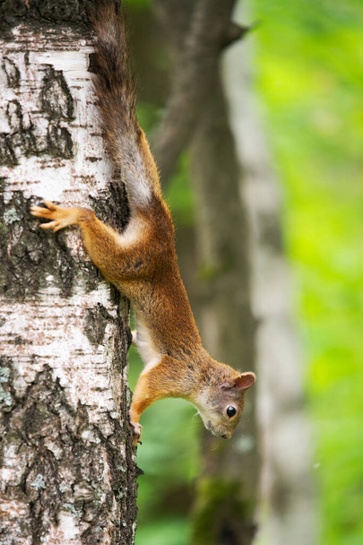 utelias orava puussa sen luonnollisessa elinympäristössä - Valokuva, kuva
